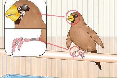 How to Treat Lice and Mites in Finches