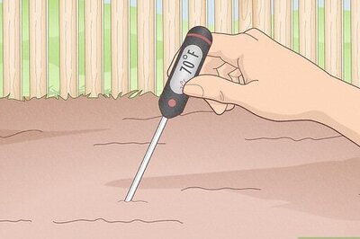 How to Propagate Caladiums