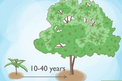 Know How Long It Takes for a Tree to Grow