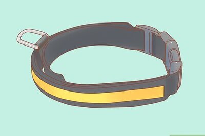 How to Take Care of a Labrador Puppy