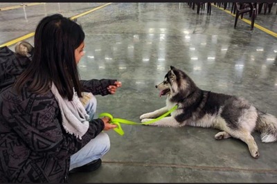 ‘Woof’ Woes: Pet Parents Face Pressure from RWAs, Authorities Amid Spike in Dog Attacks