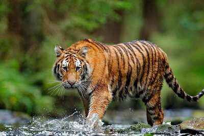 International Tiger Day: India Saw Over 300 Big Cat Deaths Since 2018 With Poaching Still a Cause of Worry
