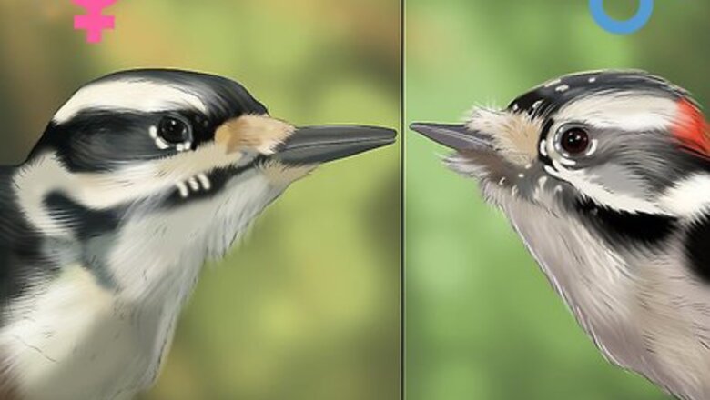 How to Tell the Difference Between Downy and Hairy Woodpeckers