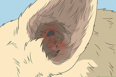 How to Clean Your Dog's Ears During a Yeast Infection