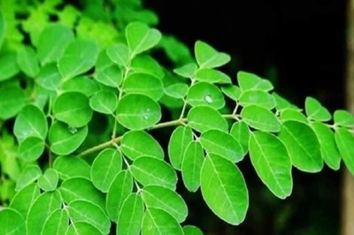 Moringa Leaves A Good Substitute For Milk For Basic Nutrients? Check What Expert Says