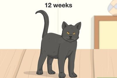 Kitten Care 101: Must-Know Tips for Healthy Kittens