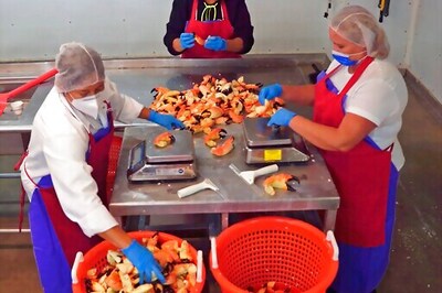 Annual Stone Crab Claw Harvest Begins In Florida