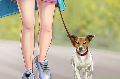 How to Live With a Hyper Jack Russell Terrier