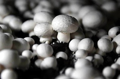 Everything You Need to Know About Mushrooms
