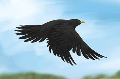 What Does it Mean When You See or Dream About a Blackbird?