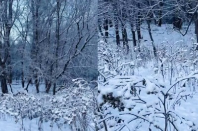 Can You Spot The Dog? This Snowy Forest Optical Illusion Is No Walk In The Park
