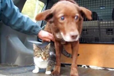 Guide cat takes blind dog for walks