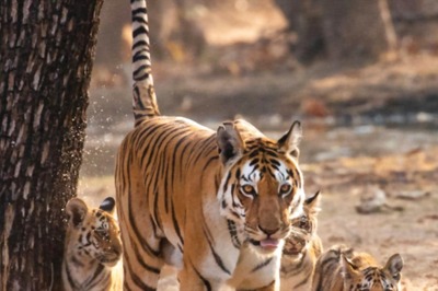 'Critical' Biodiversity Hotspot Western Ghats Show Dwindling Tiger Population in Latest Survey