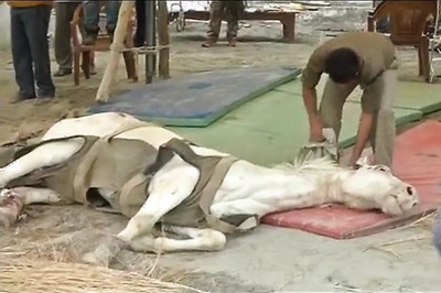 BJP worker arrested for allegedly assaulting Uttarakhand Police horse