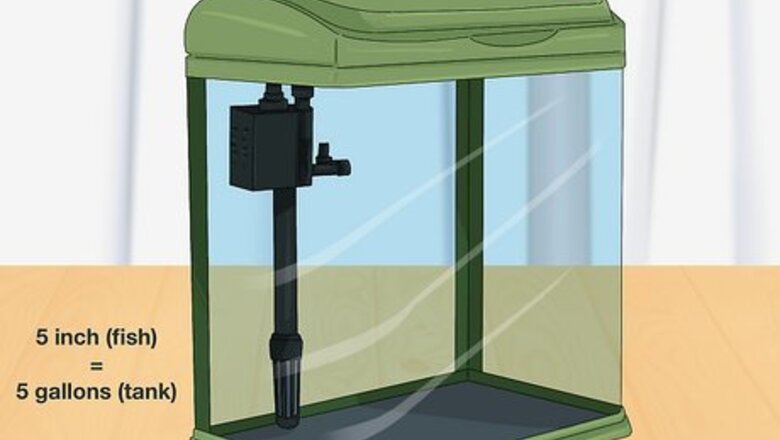 How to Buy a Fish for a Child