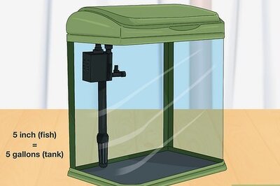 How to Buy a Fish for a Child