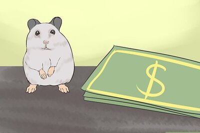 How to Know if a Hamster Is Right for You