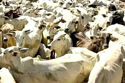 'All of World's Problems Will Be Solved If Cow Slaughter Stops': Gujarat Court Gives Life Sentence to Man