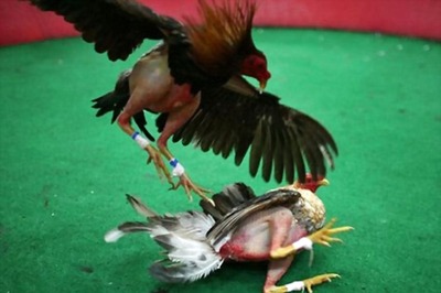 MP Police Arrest Two Roosters; Serve Food to them in Jail for Two Days