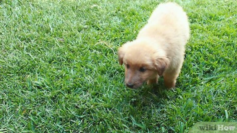 How to House Train a Puppy