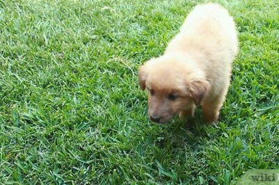 How to House Train a Puppy