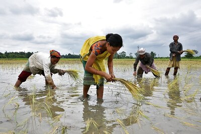 Govt Report Recommends Rs 2,904 Crore Compensation for Marathwada Farmers After Unseasonal Rains