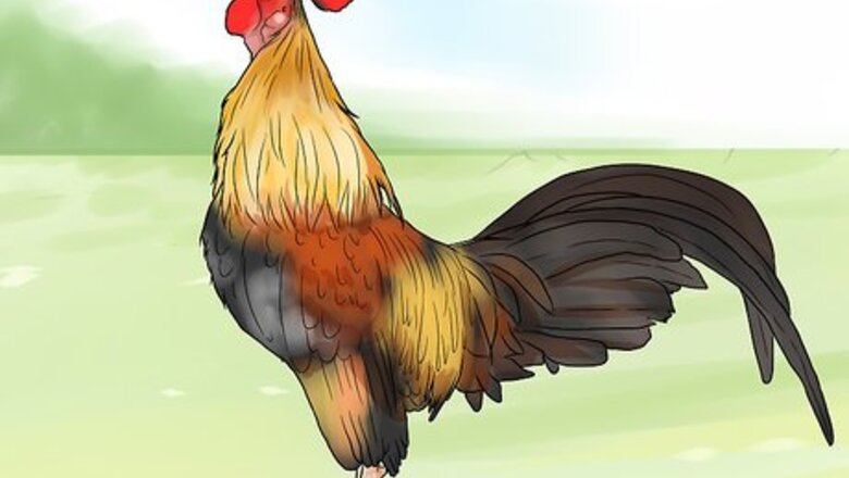 How to Stop a Rooster from Crowing