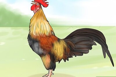 How to Stop a Rooster from Crowing