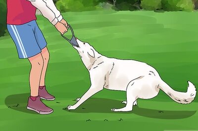 How to Build a Dog's Muscles