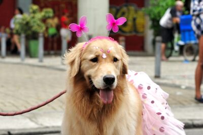 December Bonanza: Pet Event to Live Concert, Don’t Miss Out These Happening Events in Delhi