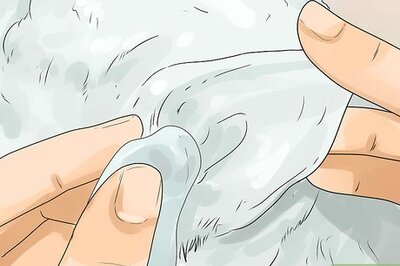 What’s the Best Way to Groom a Pomeranian?