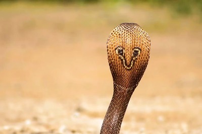 Uttarakhand Man Kills Wife With Snake Venom To Claim Rs 25 Lakh Insurance