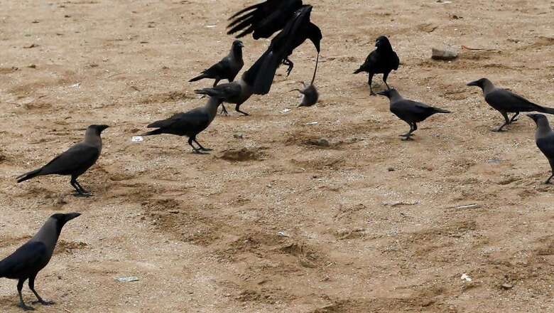 155 Dead Crows Detected With Bird Flu in Madhya Pradesh's Indore