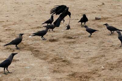 155 Dead Crows Detected With Bird Flu in Madhya Pradesh's Indore