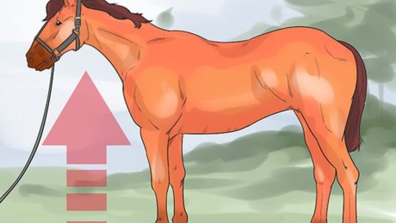 How to Do Condition Scoring for Horse Yearlings
