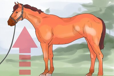How to Do Condition Scoring for Horse Yearlings