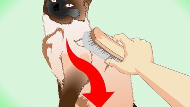 How to Groom a Siamese Cat