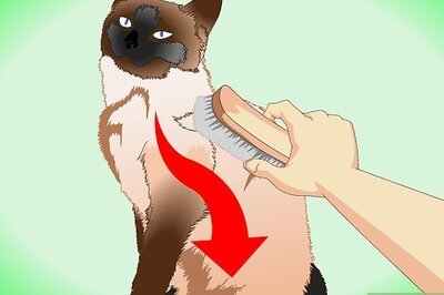 How to Groom a Siamese Cat