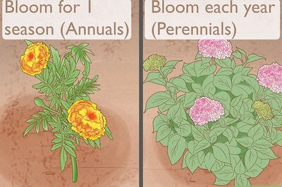 A Complete Guide to Annual and Perennial Plants