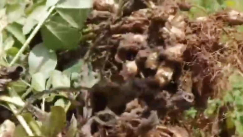 Tamil Nadu Farmer Cultivates Groundnuts For First Time