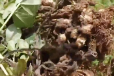 Tamil Nadu Farmer Cultivates Groundnuts For First Time