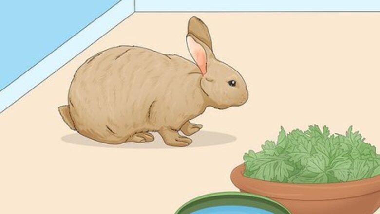 How to Take Care of a Bunny: A Complete Guide