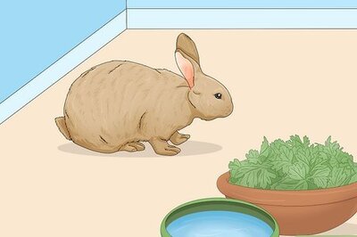 How to Take Care of a Bunny: A Complete Guide
