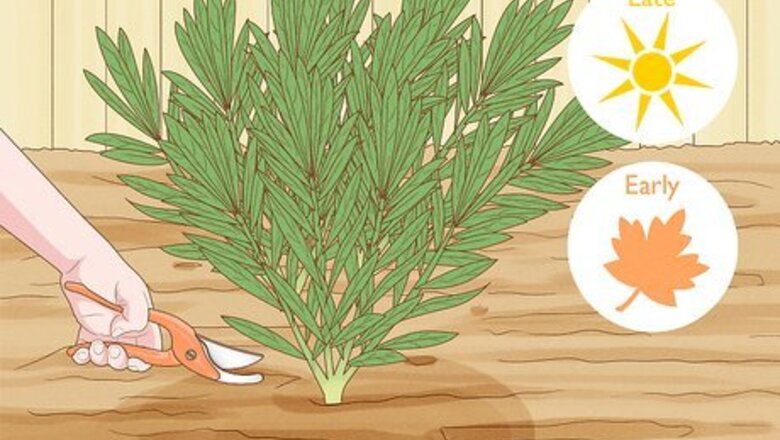 How to Prune Oleander