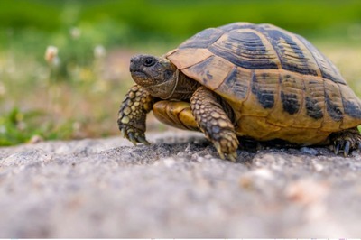 Why Do We Celebrate World Turtle Day? History, Significance, Celebration and Quotes