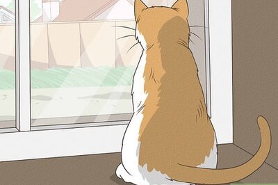 How to Try to Reduce Your Cat's Hunting