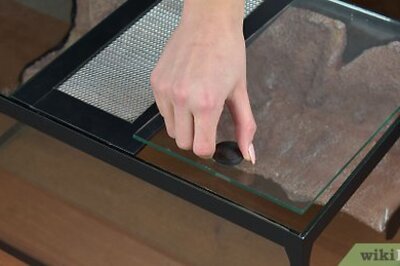 How to Care for a Leopard Gecko