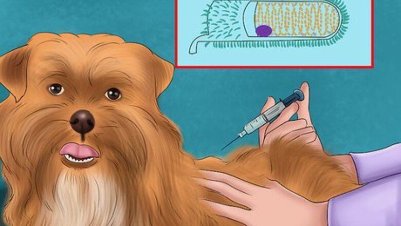 How to Keep Your Dog Safe from Wild Animals