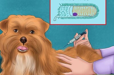 How to Keep Your Dog Safe from Wild Animals