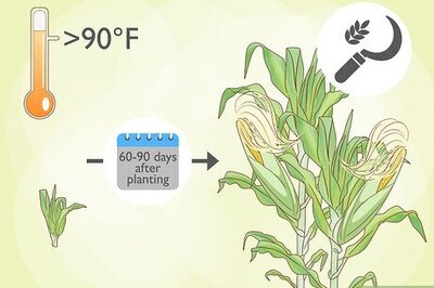 A Quick Guide to Corn Harvesting